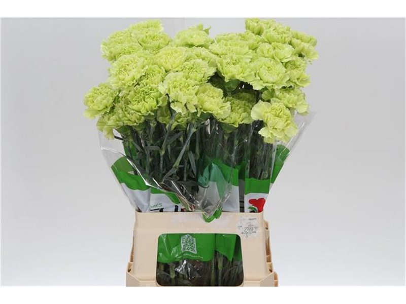 Nagelj Funza Long Marty c307