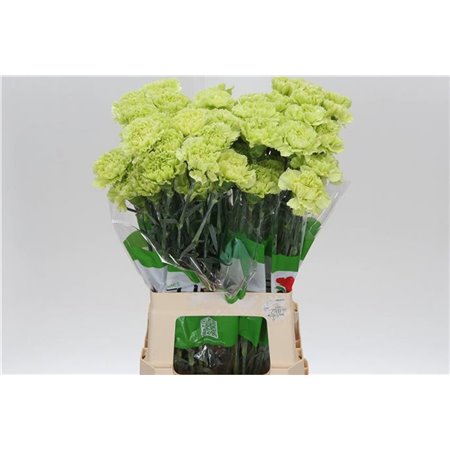 Nagelj Funza Long Marty c307