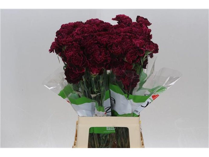 Nagelj Funza Long Marty c308