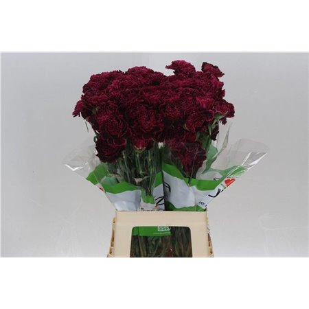 Nagelj Funza Long Nobbio Black Heart c309