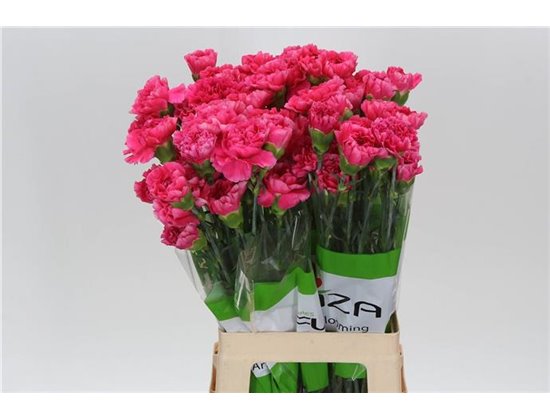 Nagelj Funza Long Nobbio Black Heart c310