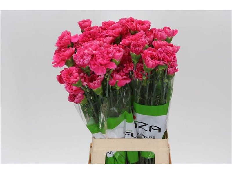 Nagelj Funza Long Nobbio Black Heart c310