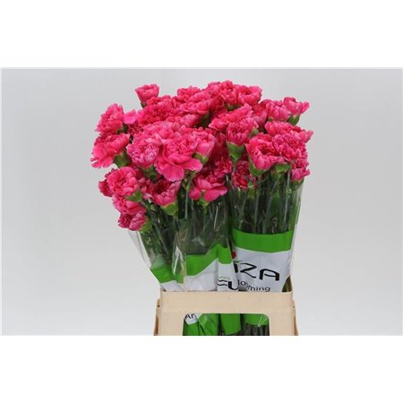 Nagelj Funza Long Nobbio Black Heart c310