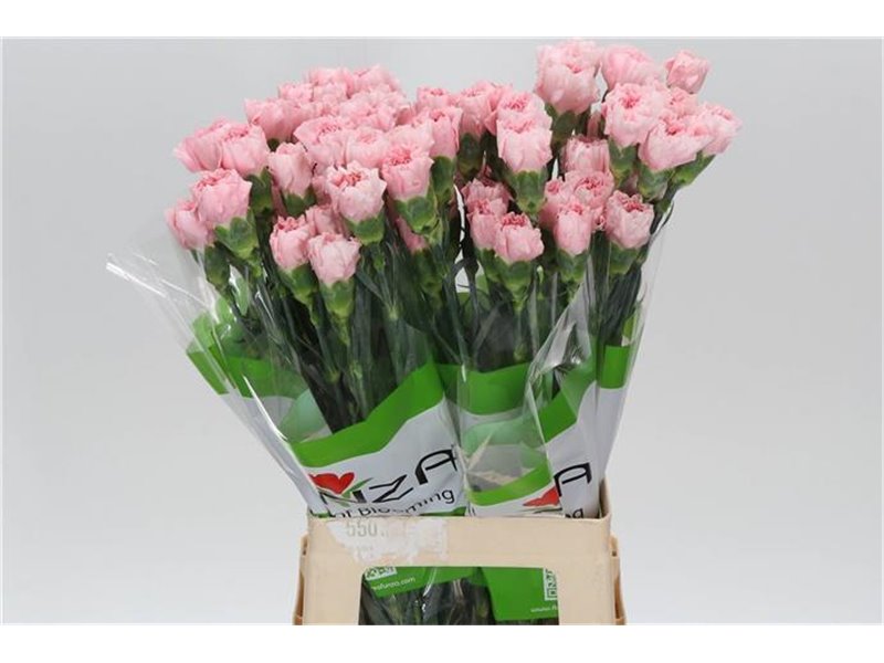 Nagelj Funza Long Pink Cute c312