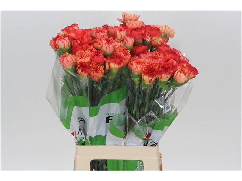 Nagelj Funza Long Rainbow Mixed c314