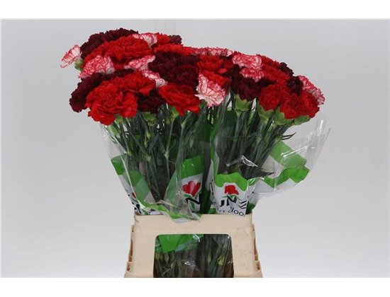 Nagelj Funza Long Rainbow Pink c318