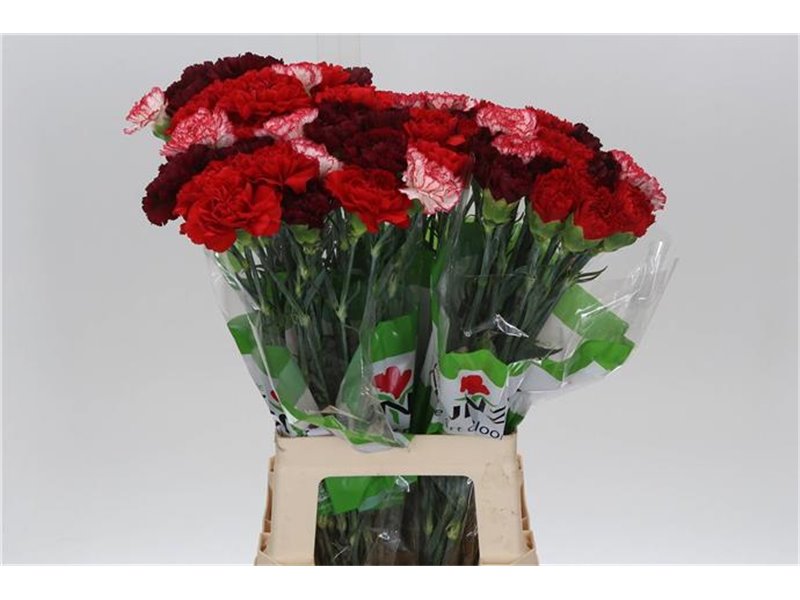 Nagelj Funza Long Rainbow Pink c318