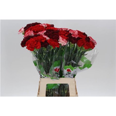 Nagelj Funza Long Rainbow Pink c318