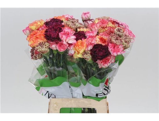 Nagelj Funza Long Rainbow Stripe c319