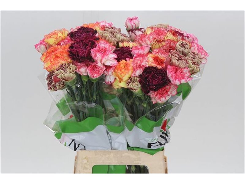 Nagelj Funza Long Rainbow Stripe c319