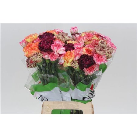 Nagelj Funza Long Rainbow Stripe c319