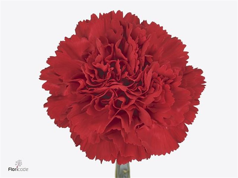 Nagelj Funza Long Rainbow Stripe c320