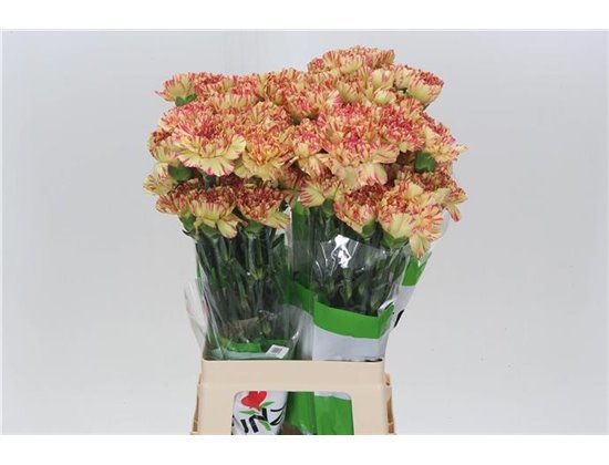 Nagelj Funza Long Salamandra c323