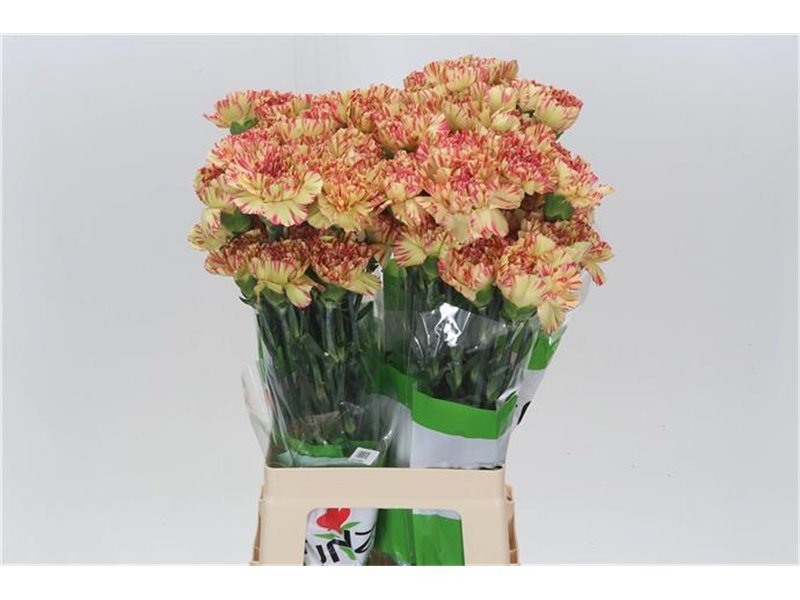 Nagelj Funza Long Salamandra c323