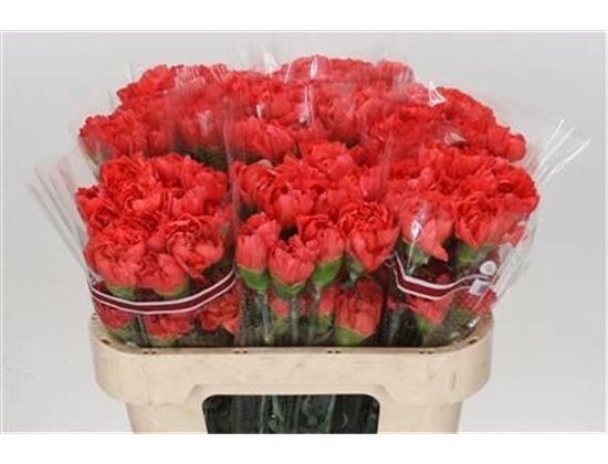 Nagelj Funza Long Tangelo Orange c324