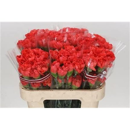 Nagelj Funza Long Tangelo Orange c324