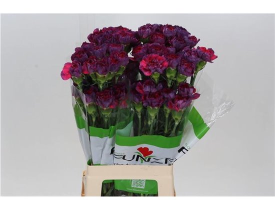 Nagelj Funza Long Tatis c325