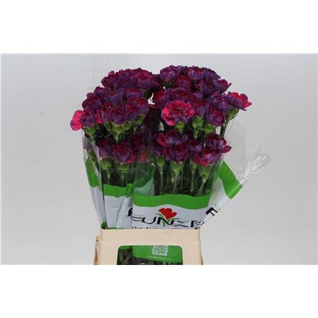 Nagelj Funza Long Tatis c325