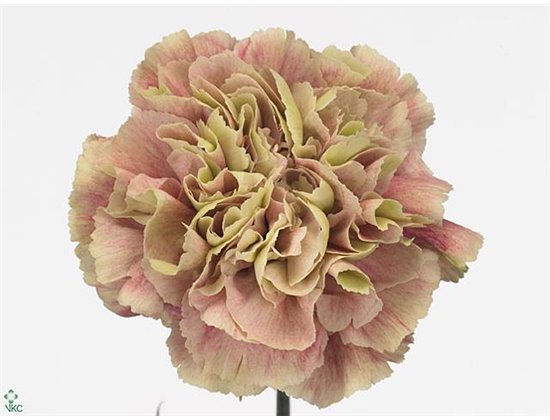 Nagelj Funza Long Zurigo c327