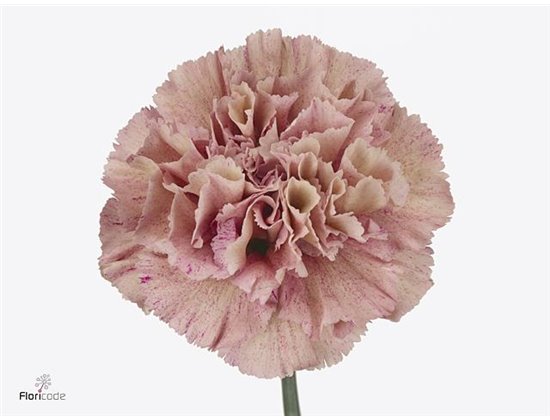 Nagelj Hollands Antiqua c329