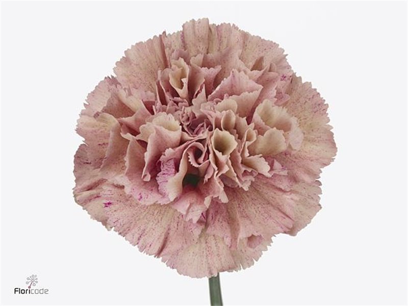 Nagelj Hollands Antiqua c329