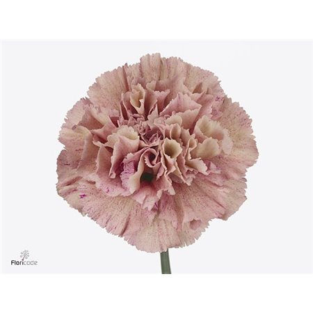 Nagelj Hollands Antiqua c329