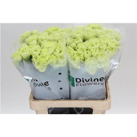 Nagelj Hollands Babylon c330