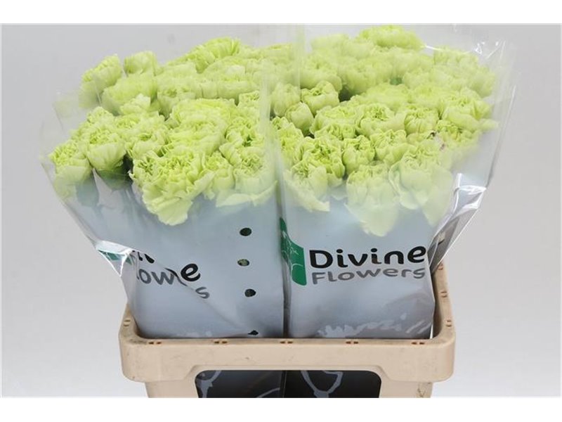 Nagelj Hollands Celtic Green c331