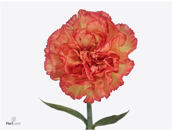 Nagelj Hollands Diego c332