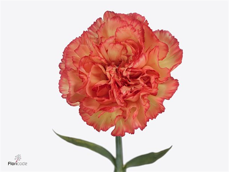 Nagelj Hollands Diego c332