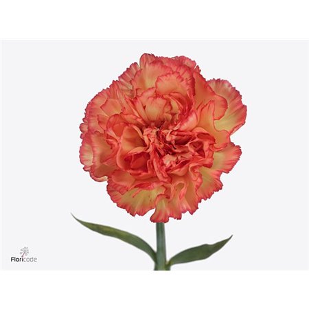 Nagelj Hollands Diego c332