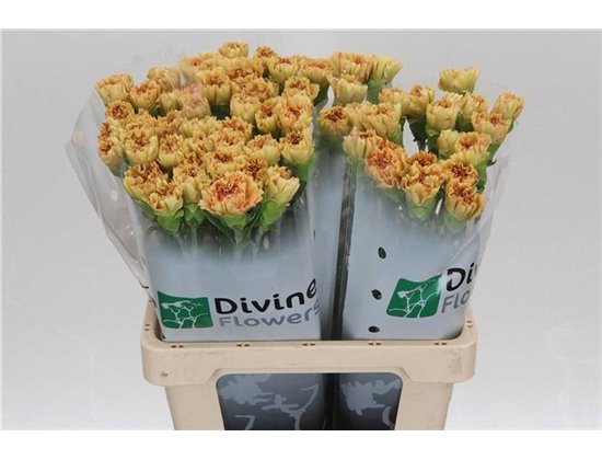 Nagelj Hollands Happy Haru c333