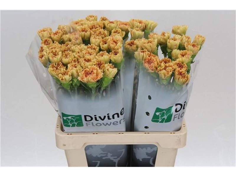 Nagelj Hollands Happy Haru c333