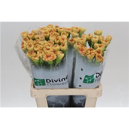 Nagelj Hollands Happy Haru c333