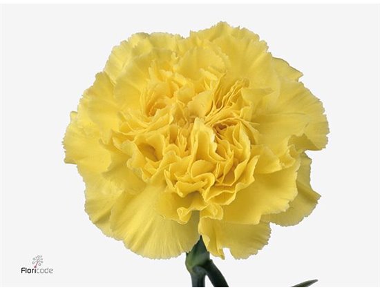 Nagelj Hollands Kiro c334