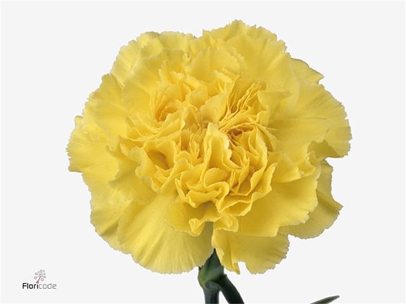 Nagelj Hollands Kiro c334