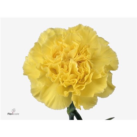 Nagelj Hollands Kiro c334