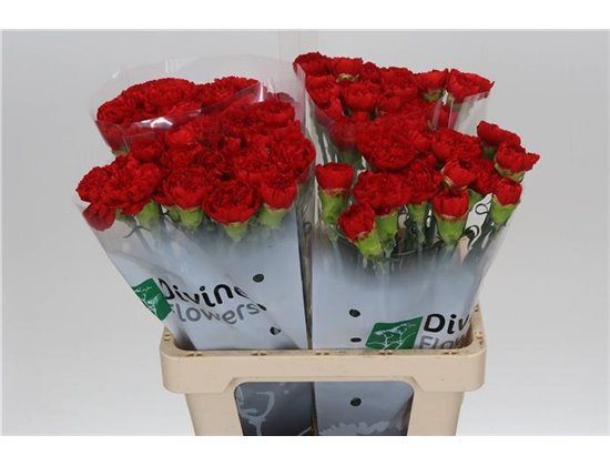 Nagelj Hollands Kiro c335