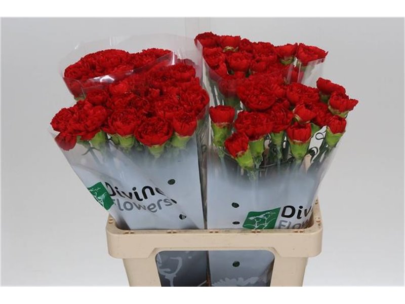 Nagelj Hollands Kiro c335