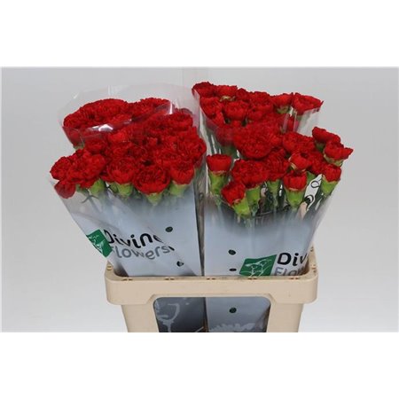 Nagelj Hollands Kiro c335