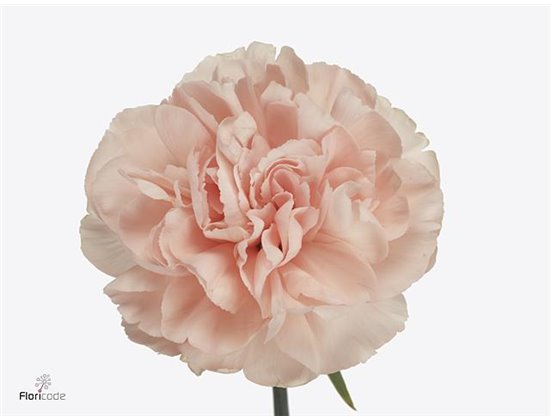 Nagelj Hollands Mendoza c336