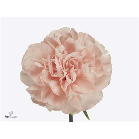 Nagelj Hollands Mendoza c336