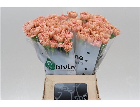 Nagelj Hollands Noviado c337