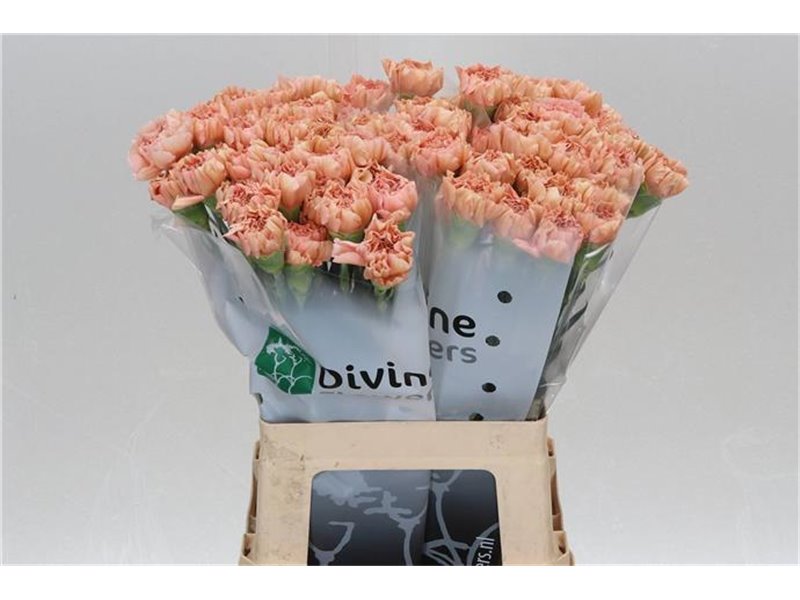 Nagelj Hollands Noviado c337