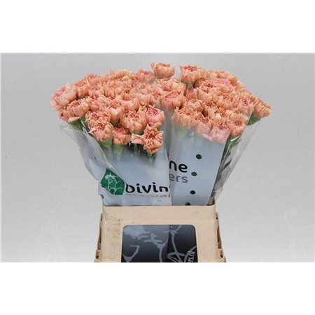 Nagelj Hollands Noviado c337