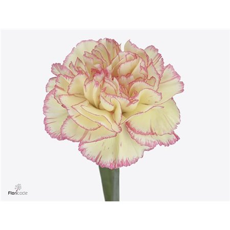 Nagelj Hollands Spritz c338