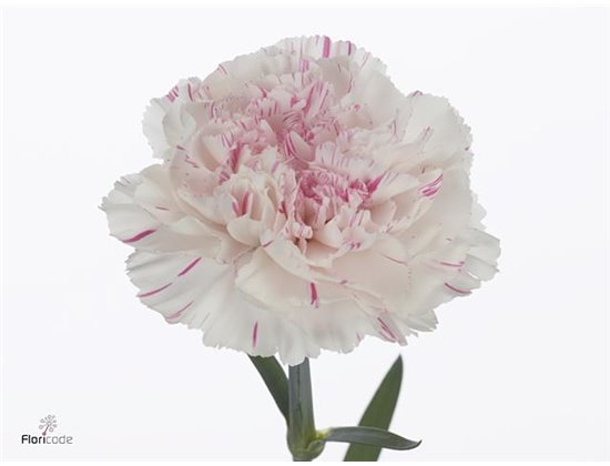 Nagelj Hollands Spritz c339