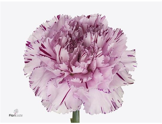 Nagelj Hollands Yukari Cherry c340