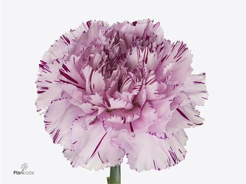 Nagelj Hollands Yukari Cherry c340