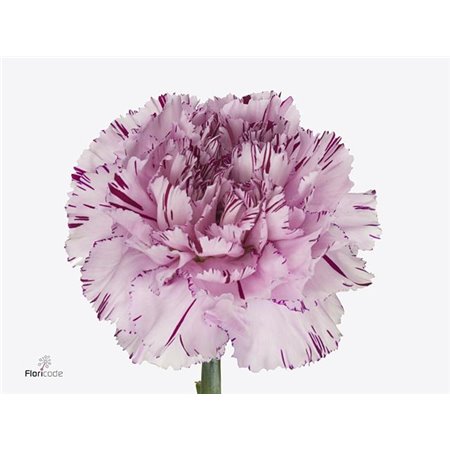 Nagelj Hollands Yukari Cherry c340